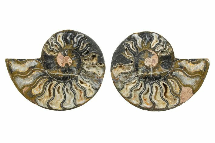 Cut & Polished Ammonite Fossil - Unusual Black Color #367733